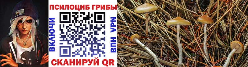 дарк нет наркотические препараты mega как войти Ясный Псилоцибиновые грибы ЛСД